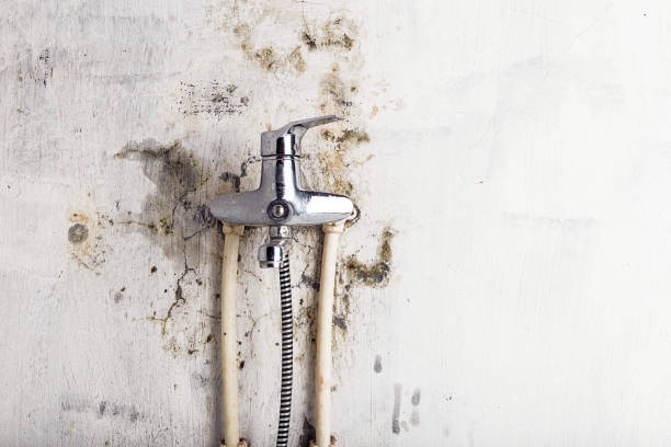 Best Local Mold Removal Service  in Pierre Part, LA