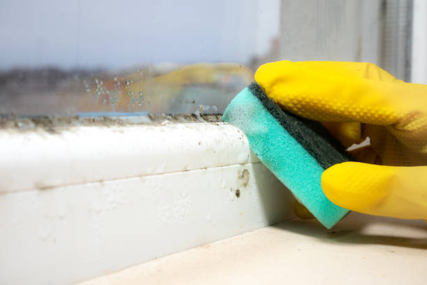 Attic Mold Removal in Pierre Part, LA