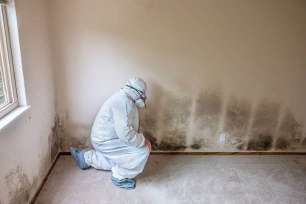 Office Mold Removal Services in Pierre Part, LA