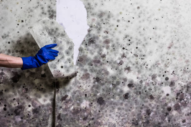 Best Fast Mold Removal  in Pierre Part, LA